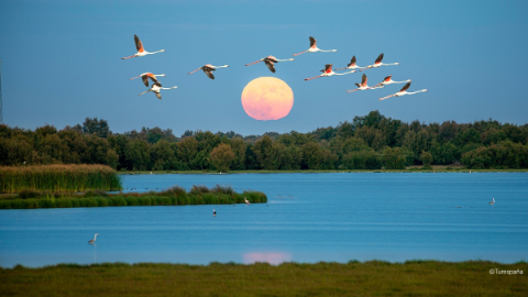 Flamingos flying over a lake in Spain with the moon behind