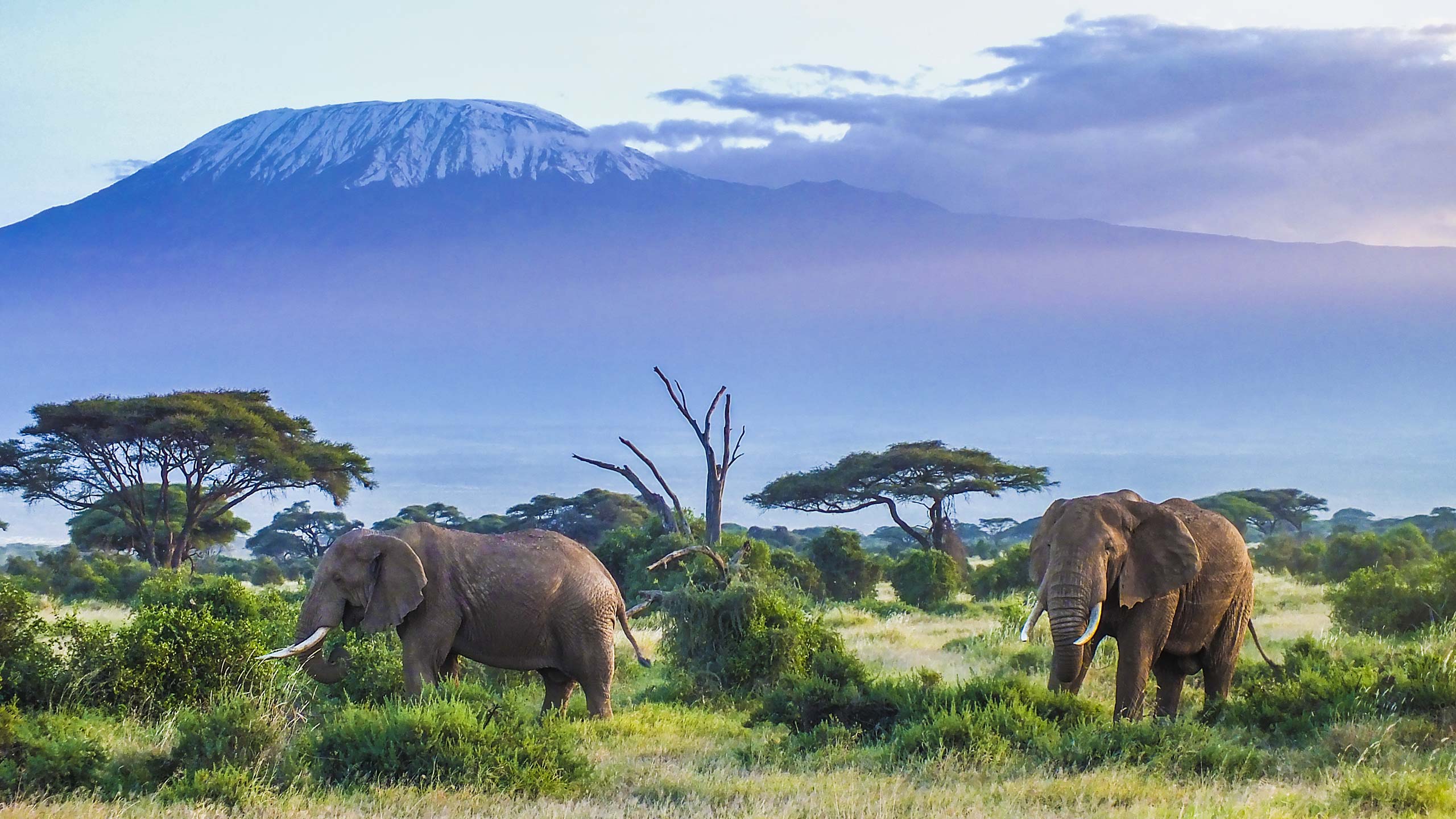 Килиманджаро африка
